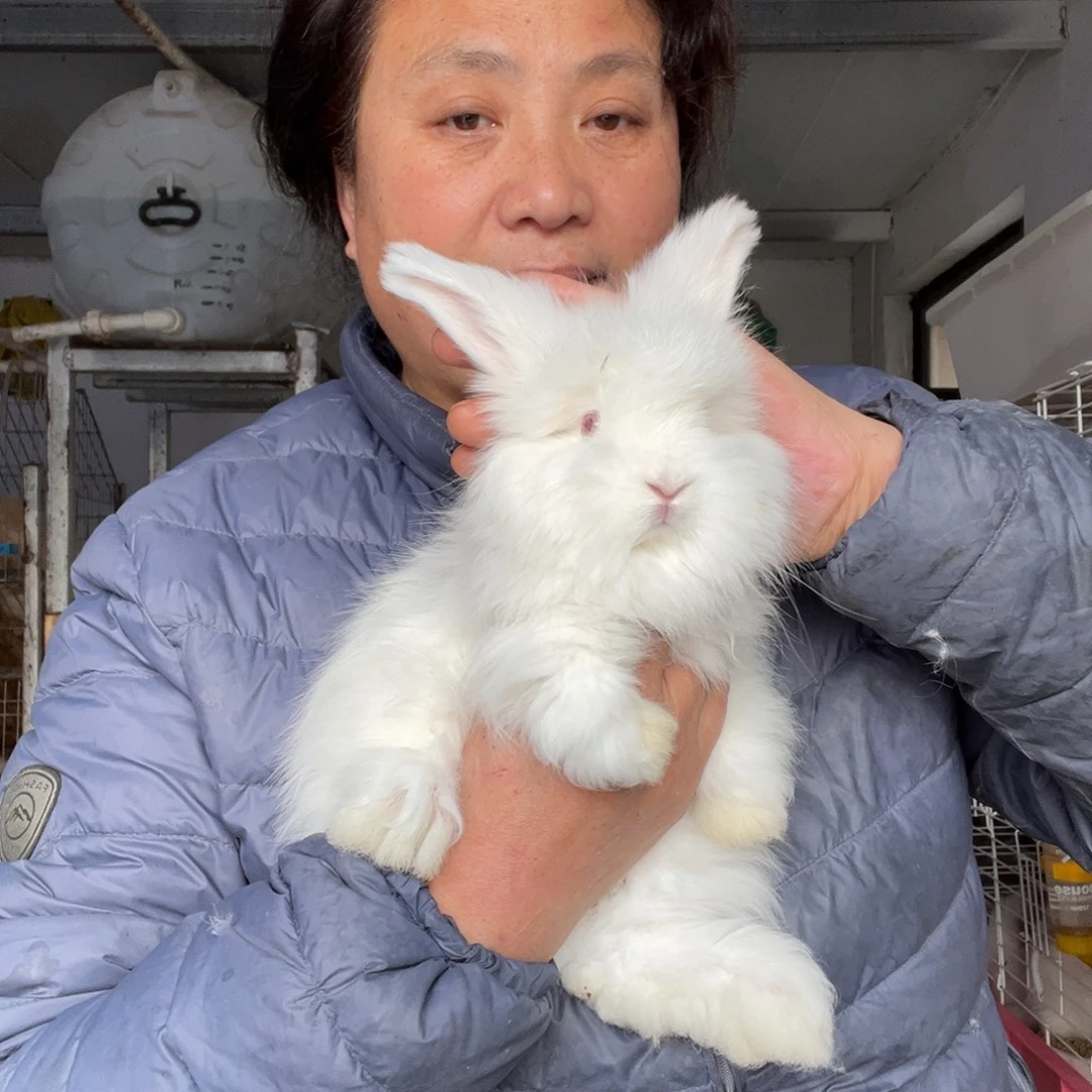 宠物兔英系安哥拉兔