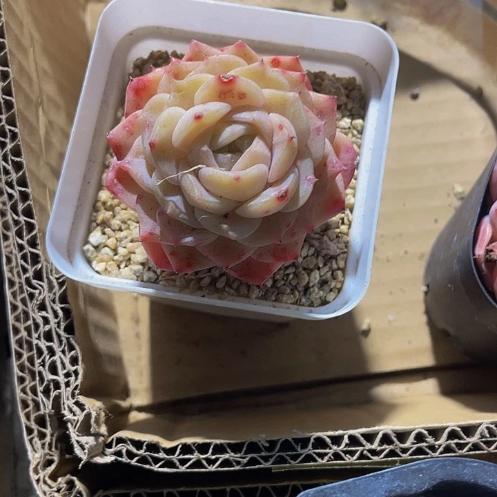 绿神奇3.8带盆土