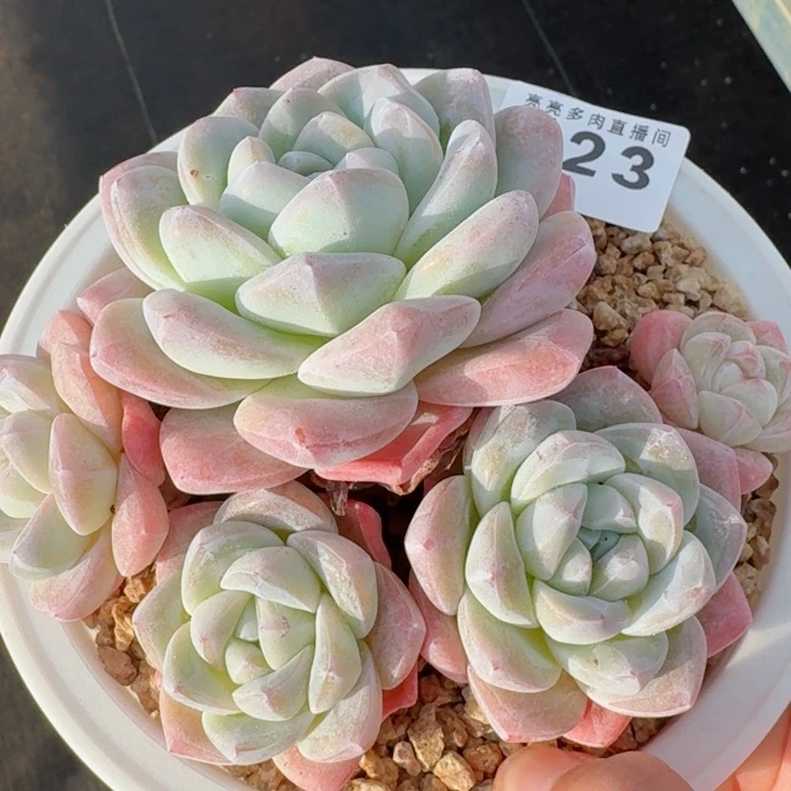 冰玉群生         精控精养多肉植物