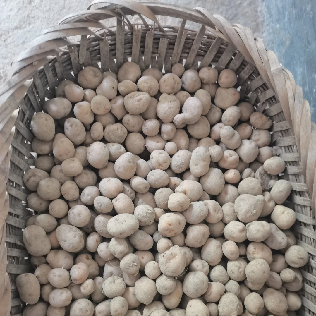 高山农家新鲜现挖黄心小土豆软糯绵香原生态马铃薯