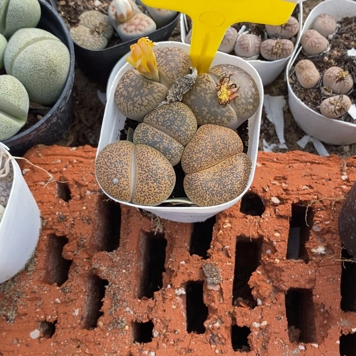 时***࿐生石花等植物的生长898