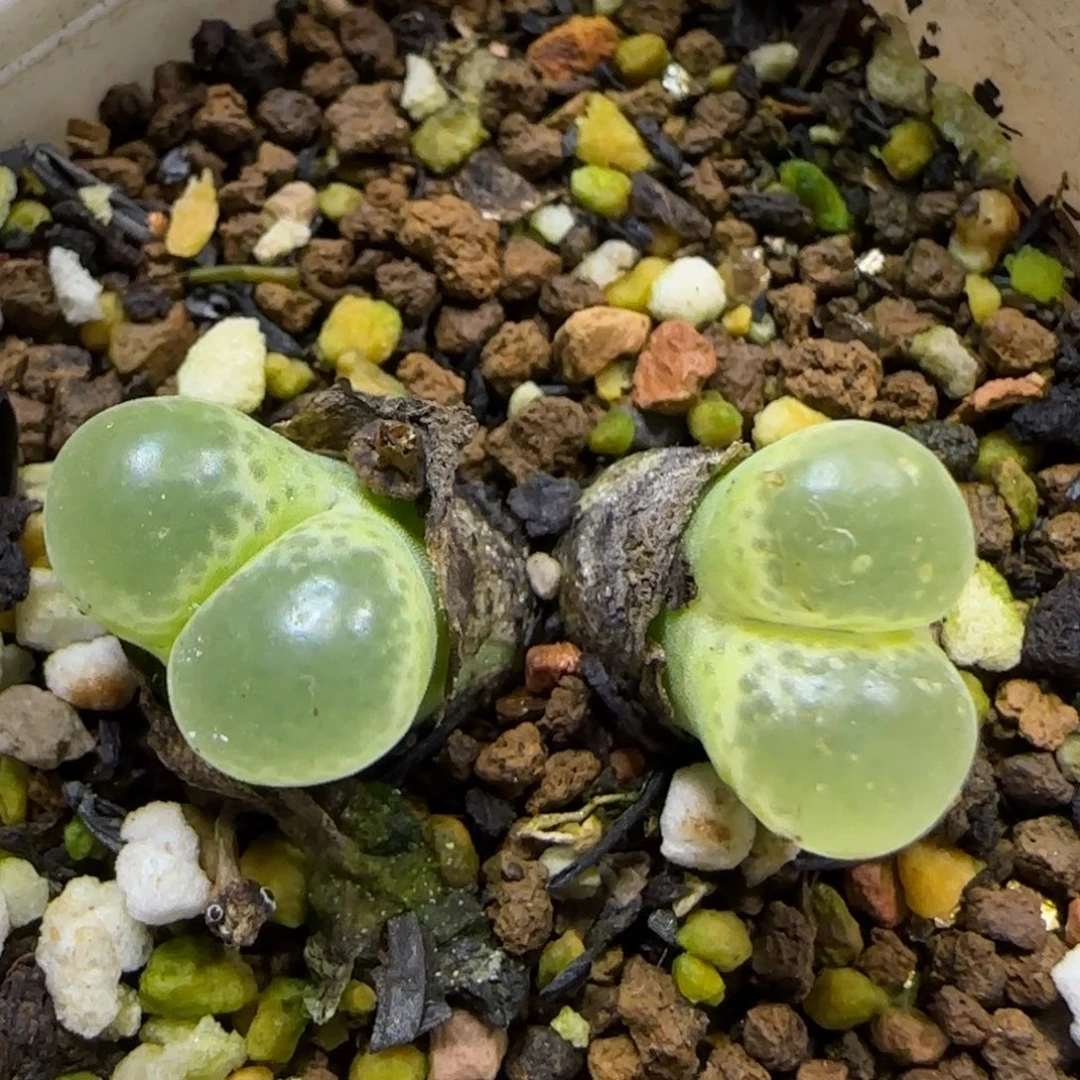 11.3。   .75风铃。   2018