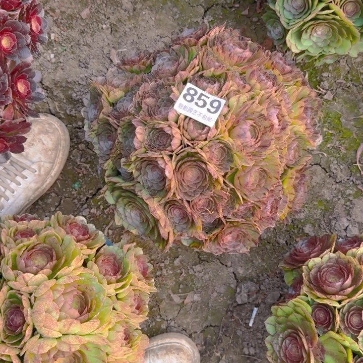 拉丝花29-46包邮花花