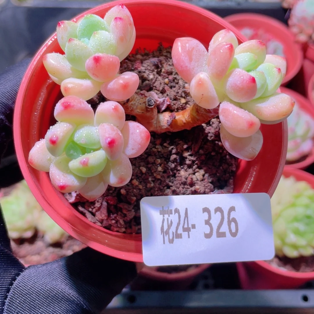 花利美24-326罗琦