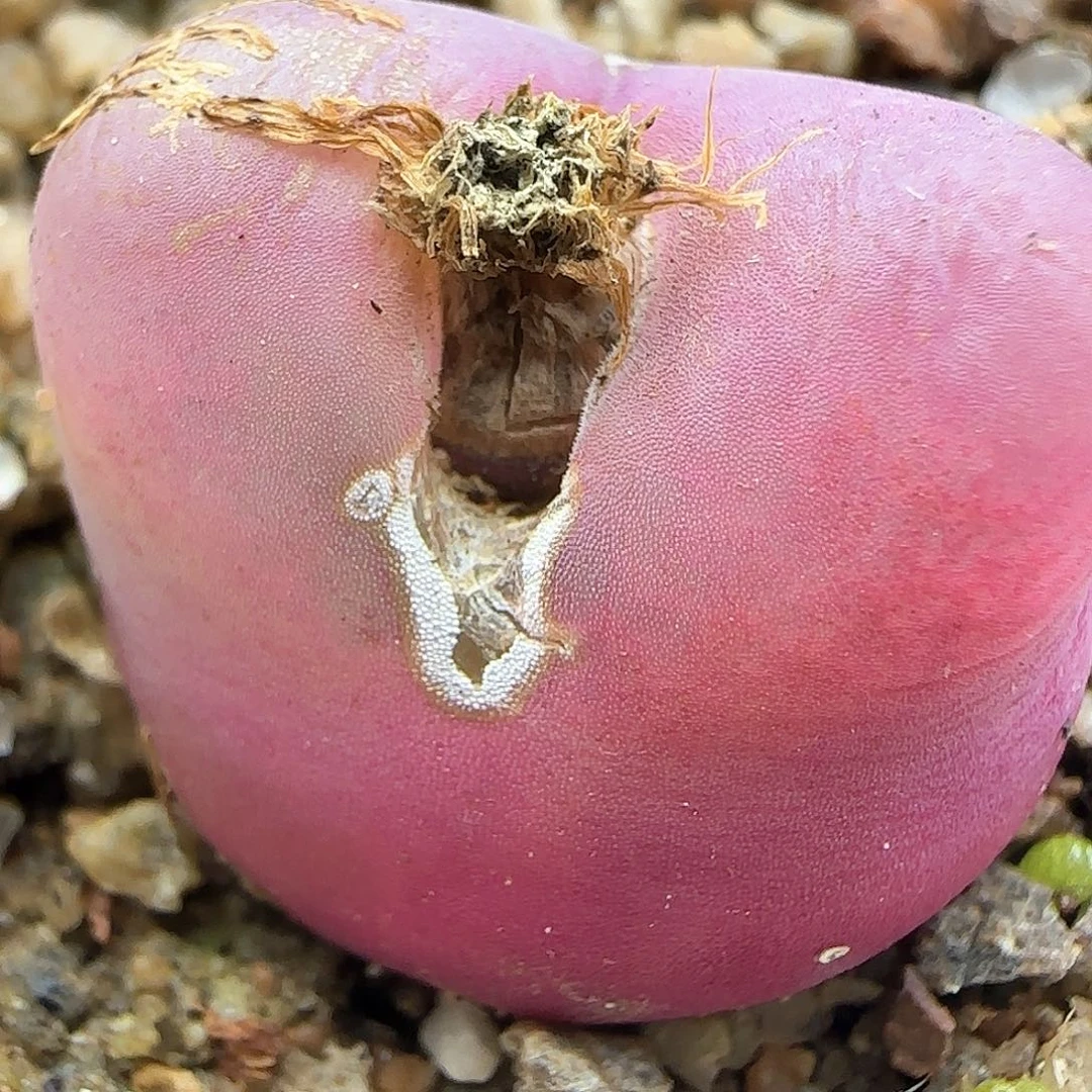 脱土年后发货24585