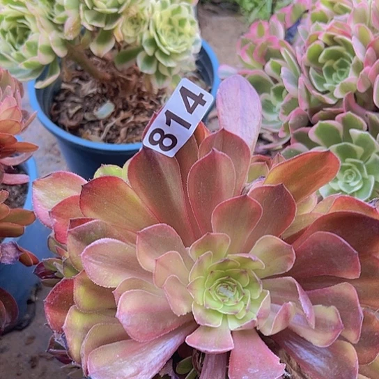 草***多肉植物一个法师