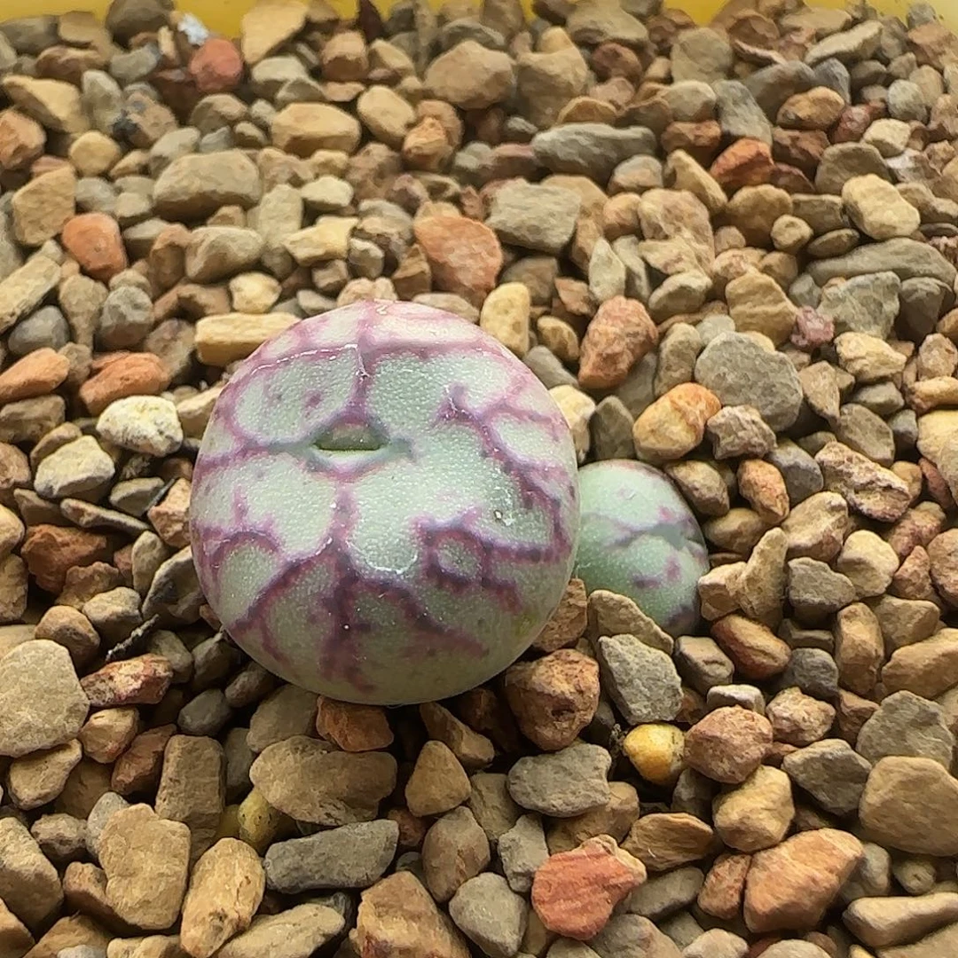 无花朵粉红纹将杂