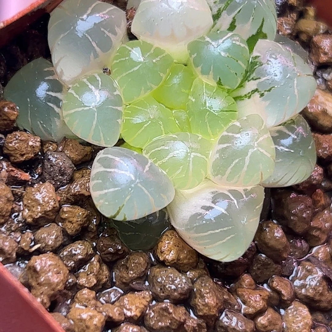 糊斑姬玉露十二卷多肉植物