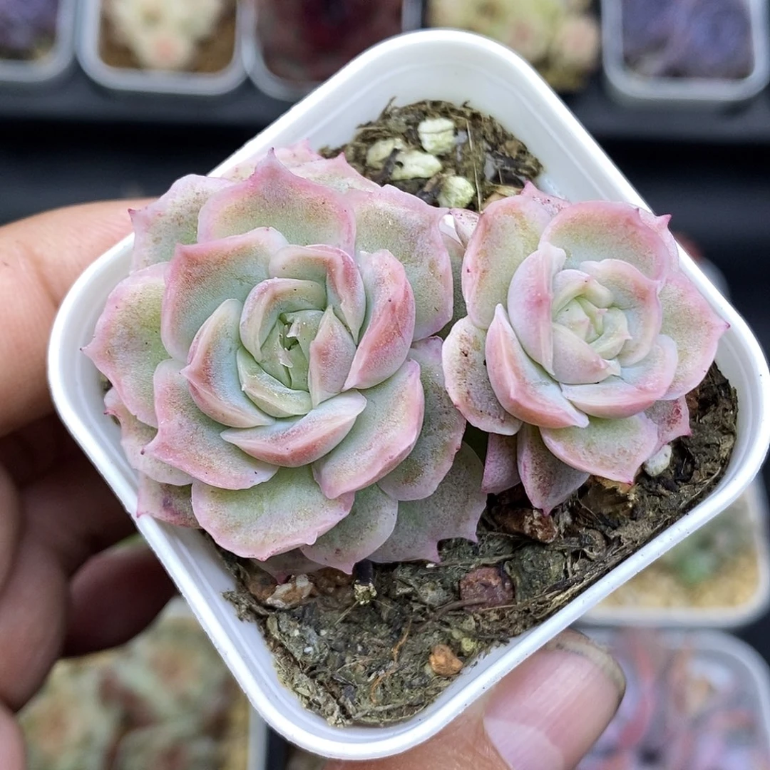 水晶虾饺5厘米盆多肉植物