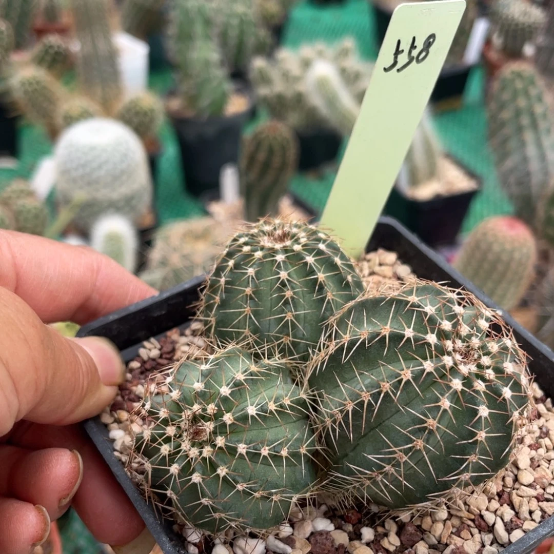 鹿角柱实生仙人球明石