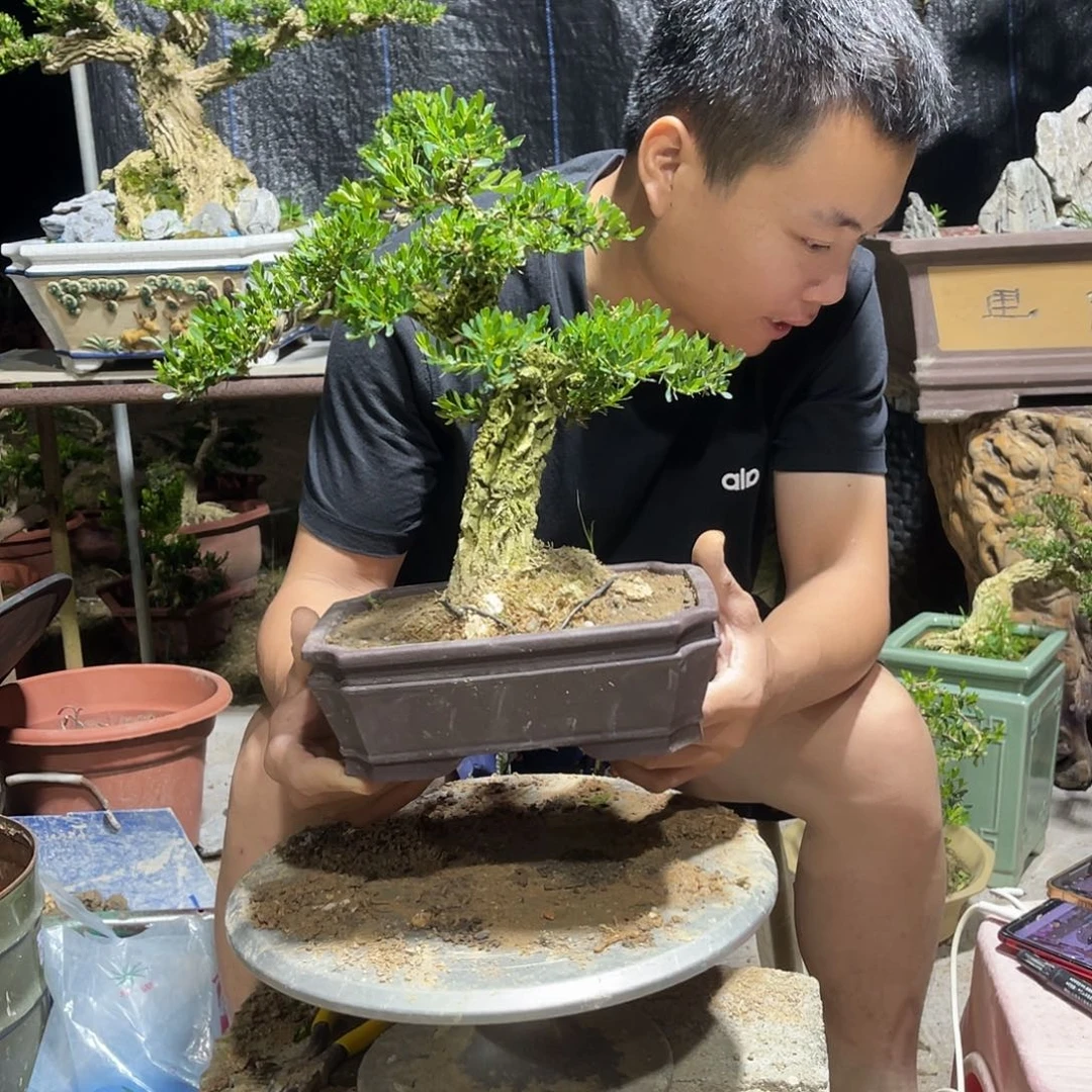 当前无花栽培后可以开花