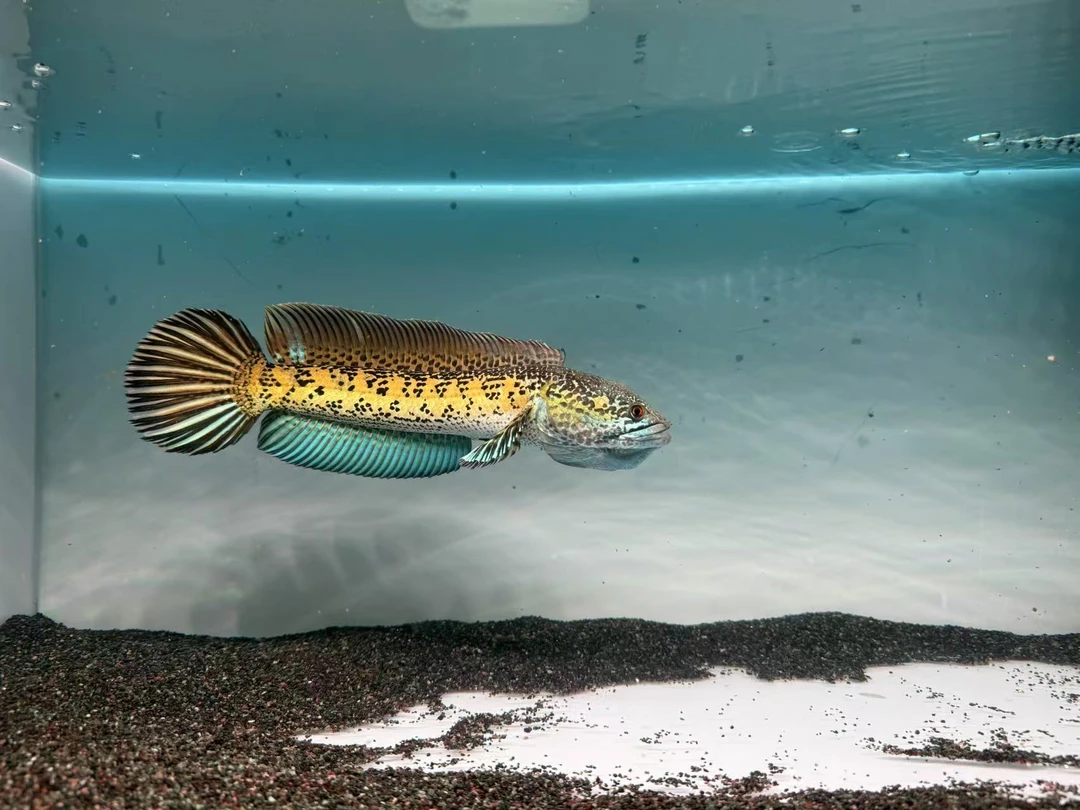 雷龙观赏鱼，一物一拍乱拍发鱼卡