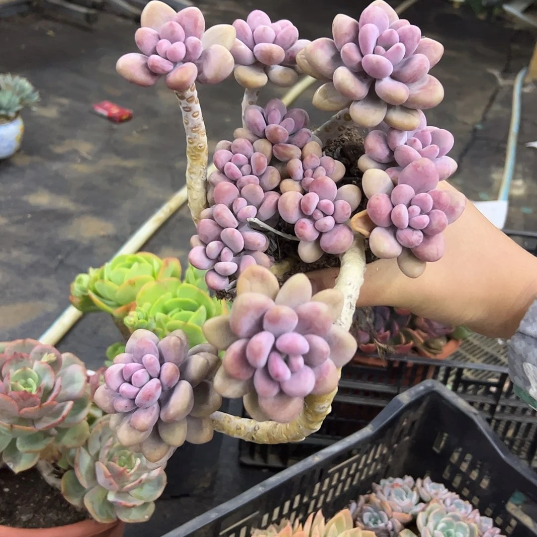 桃蛋58 零零多肉植物