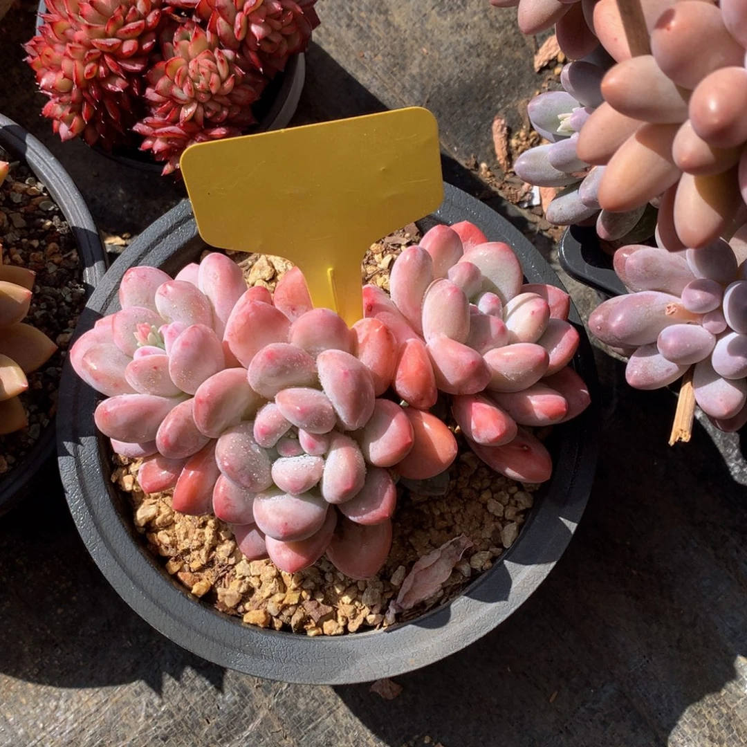 粉香水727272727723