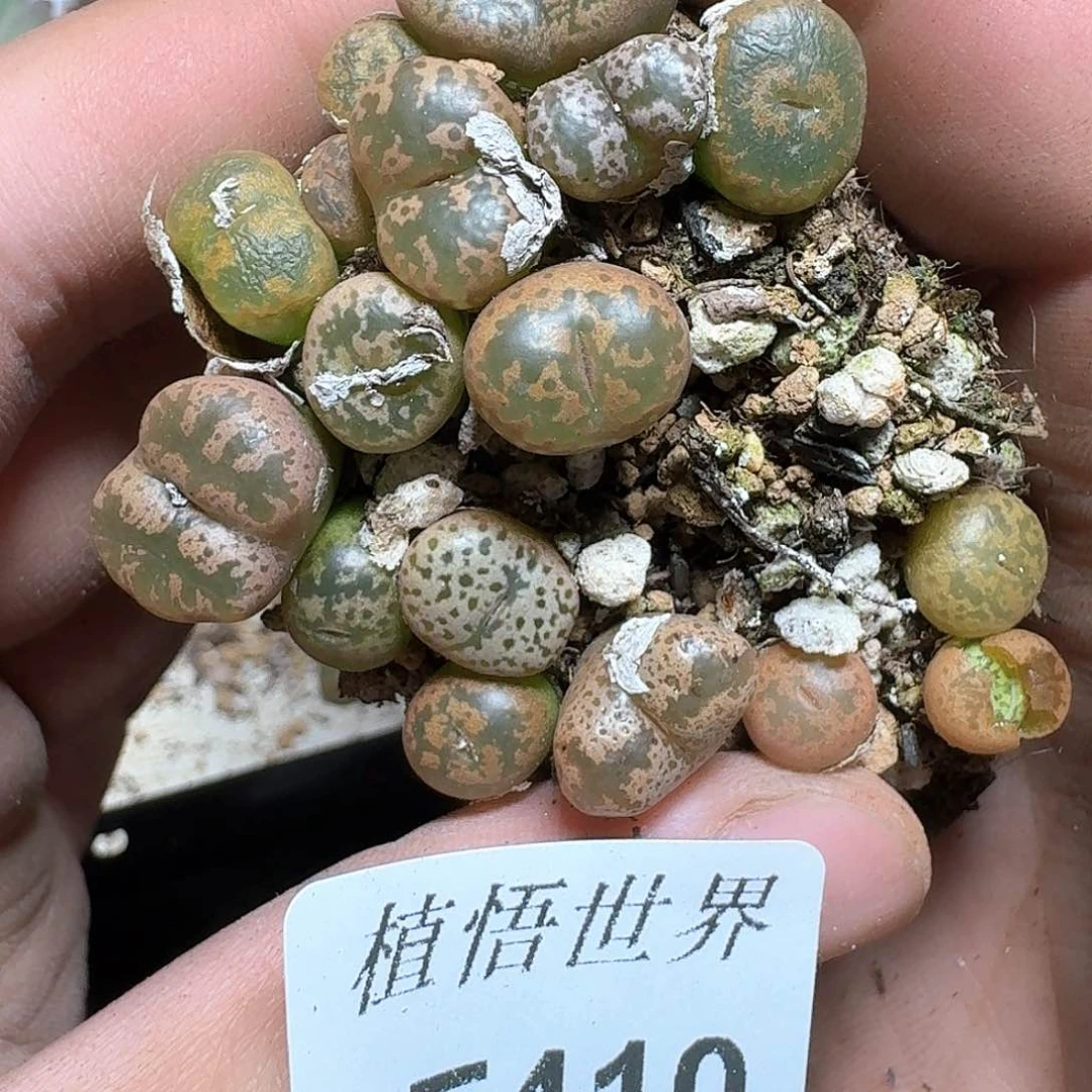 410盒多肉植物哇g g