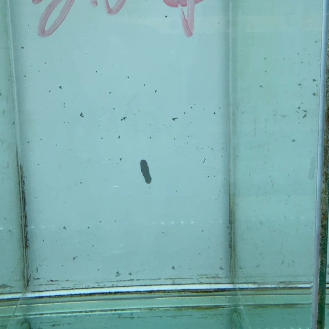 慈鲷1074蓬勃母。
