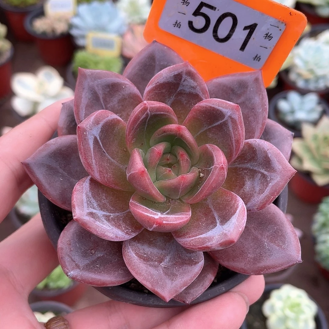 星***星501号多肉植物盆栽