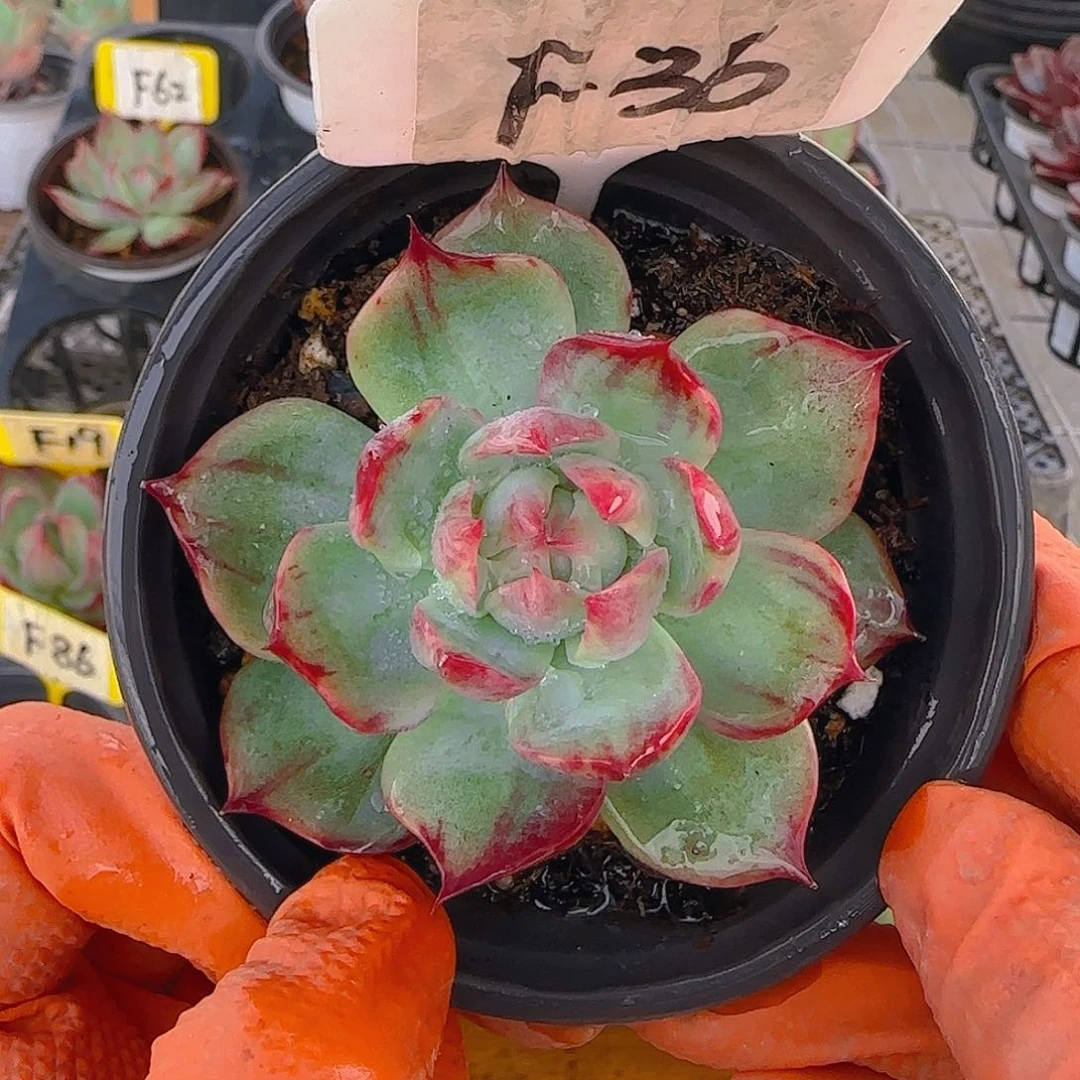 F36 惊鸿仙子多肉植物