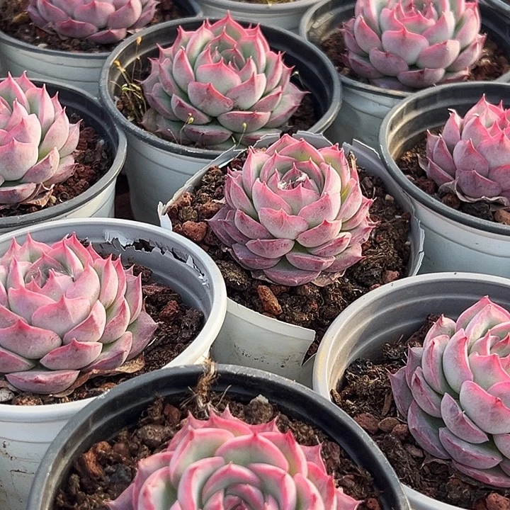 团054侧影   福利