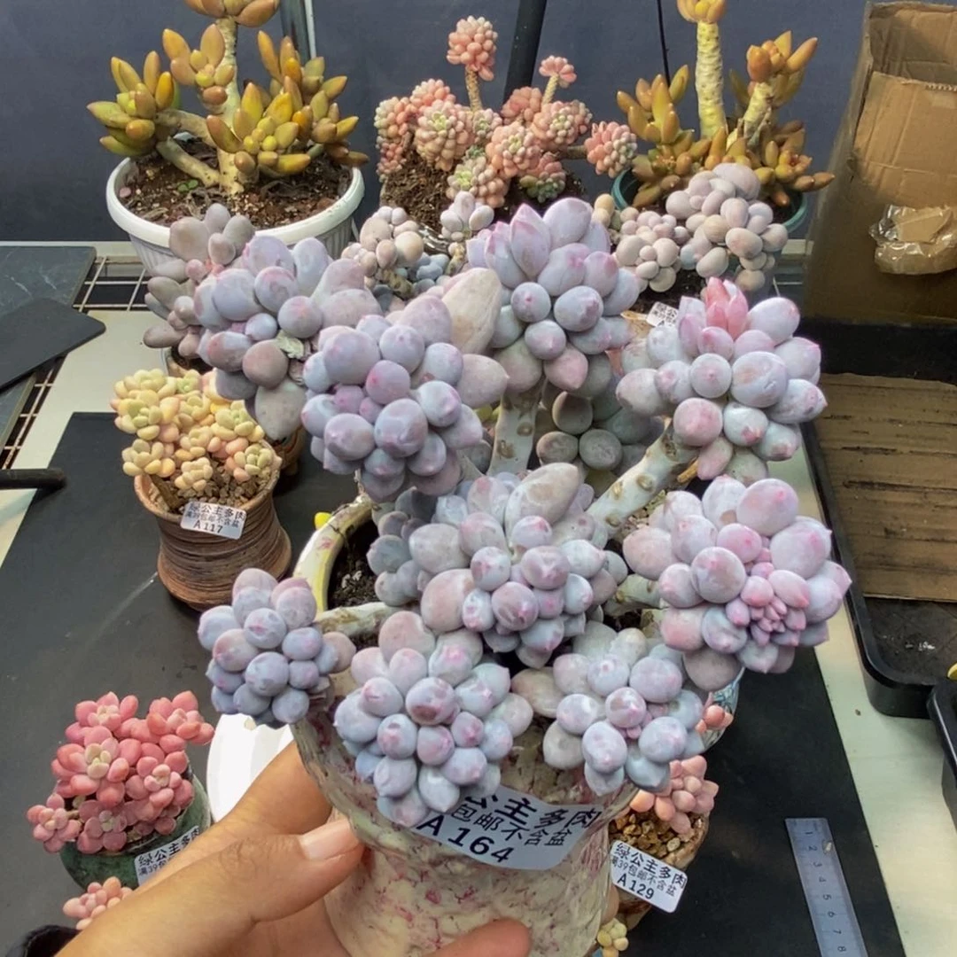 164香水手指奶多肉8c m