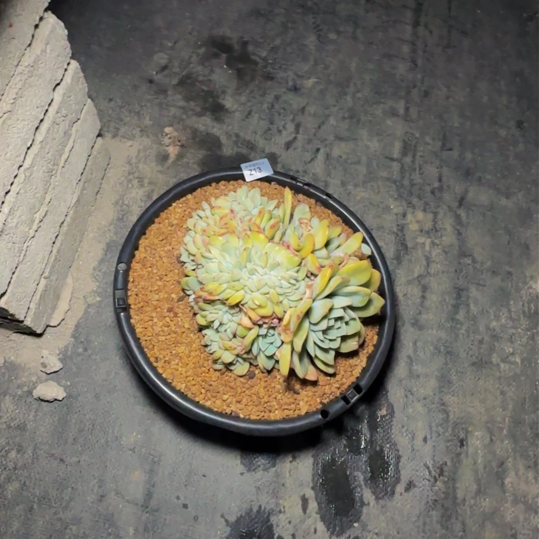 菜*花z z z z z z z 13