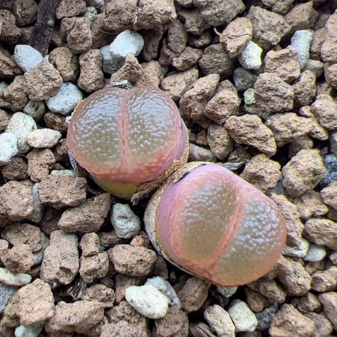 0290号日本源株 多肉植物