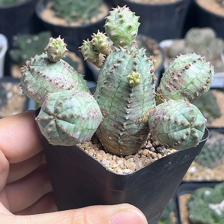 泰系布纹球一颗7-8公分