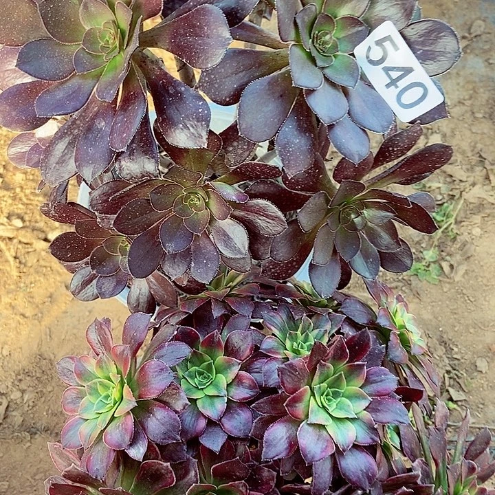 圆叶荷兰玫瑰锦多肉540