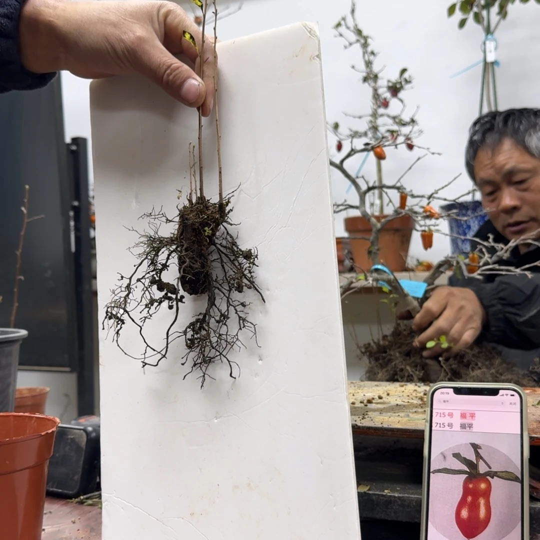 跳***界无花朵586顺丰到付不包邮