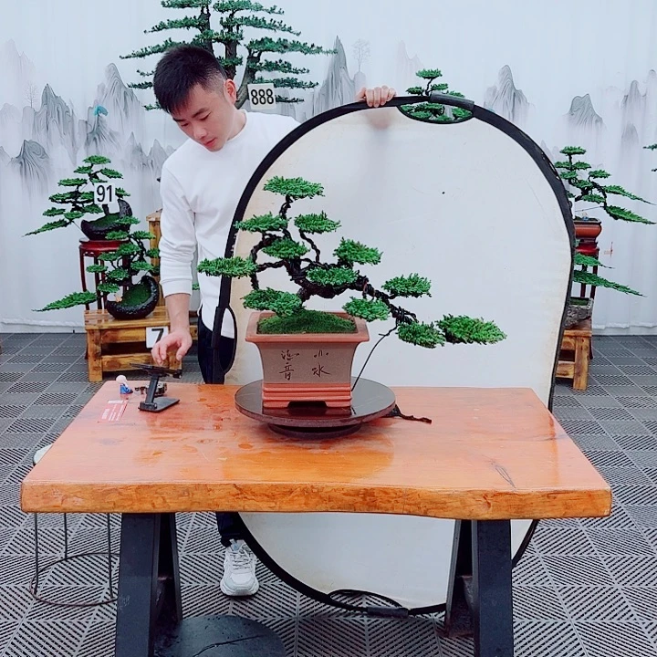 无花朵松柏盆景，一物一拍