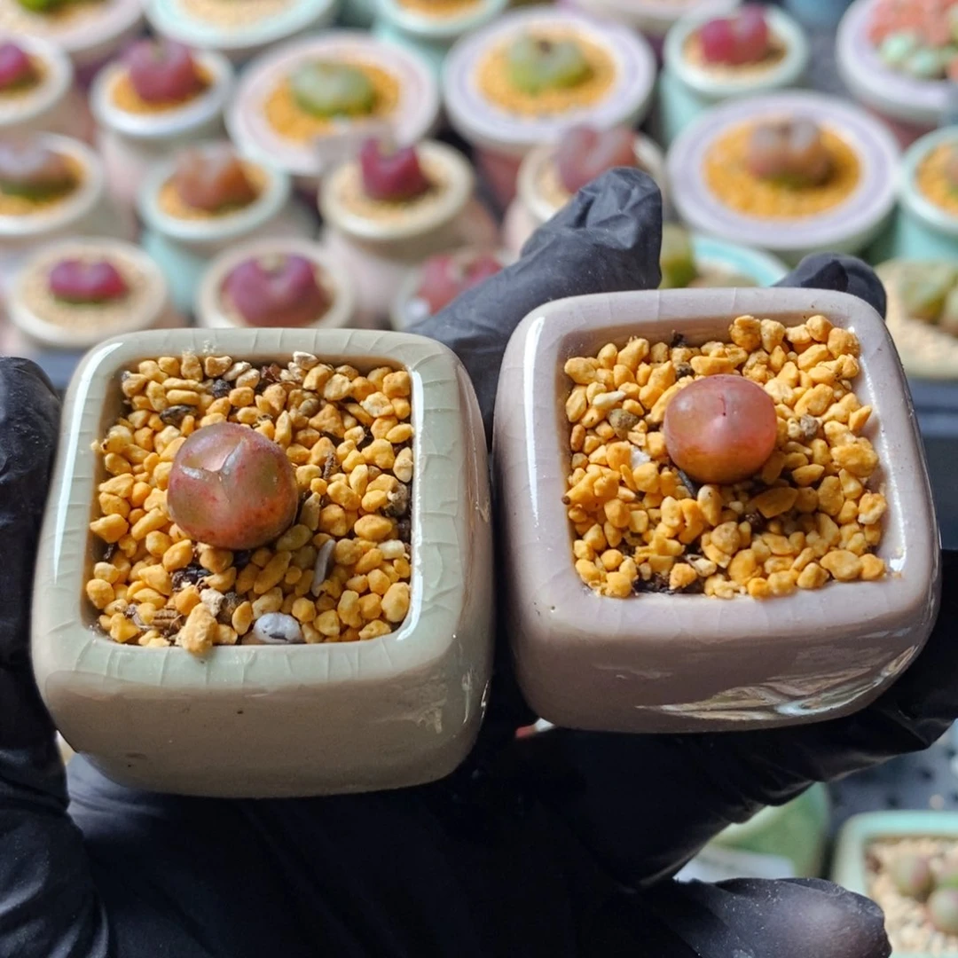 雨****4831-一物一拍 2盆熊猫