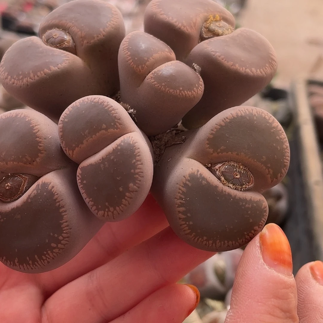 生石花一颗354000