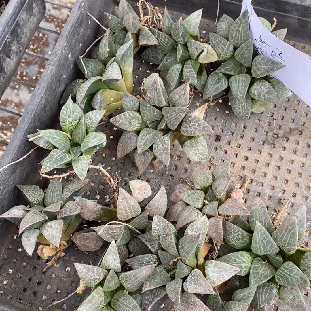 2426 一颗康平系。超级福利