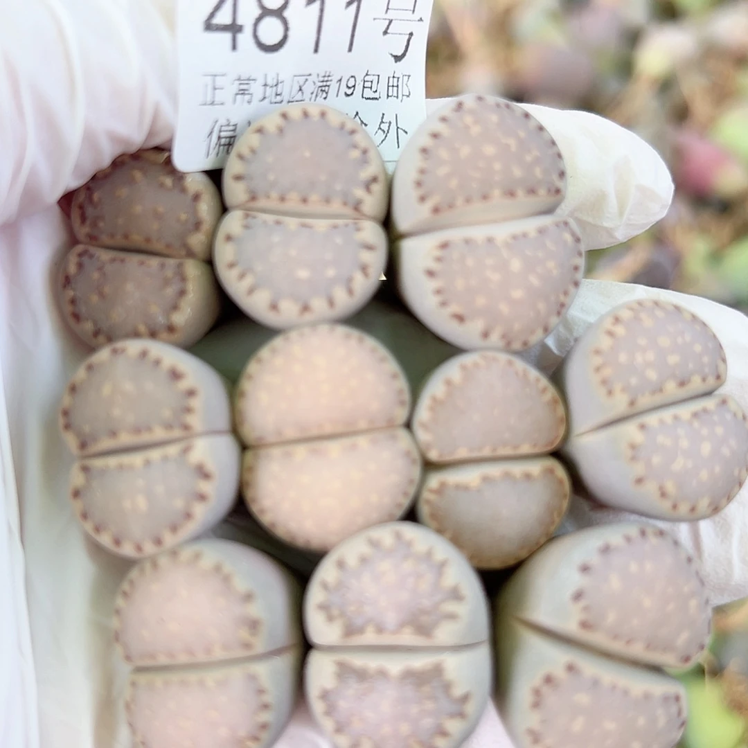 4811四年饼干10个2.5cm左右