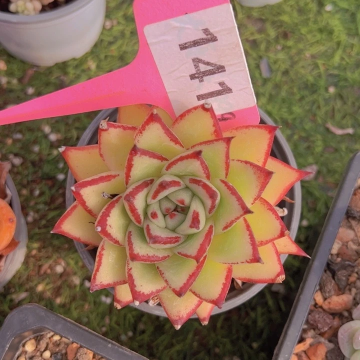 健健康康平平安安