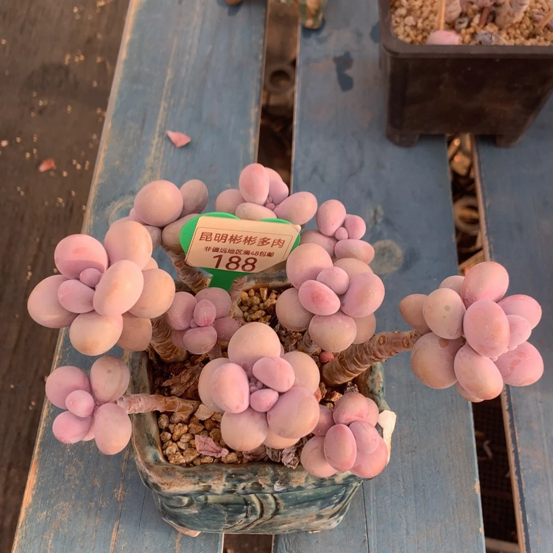 木****?桃蛋老桩带盆188