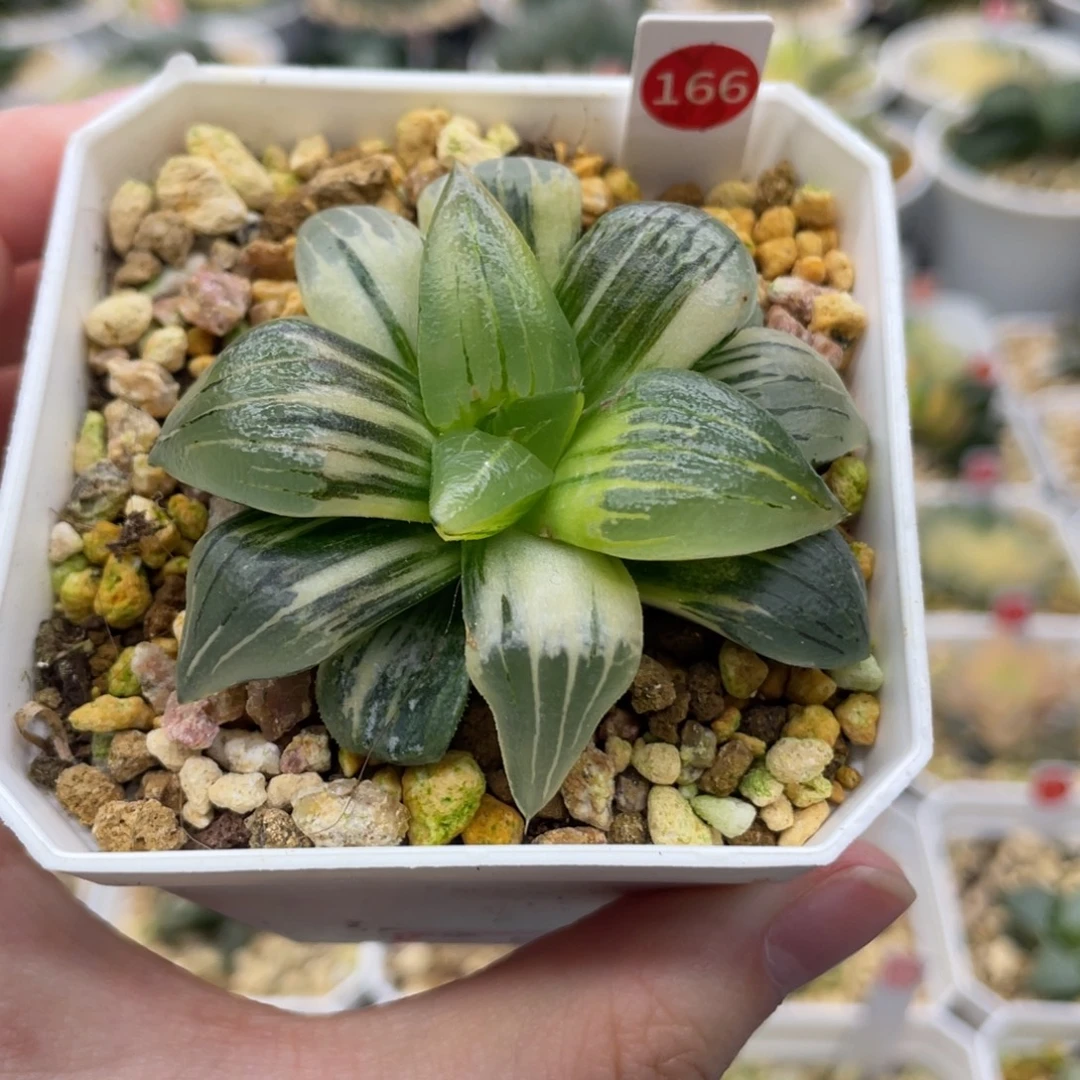 小蔡的菜园 166 红纹寿锦