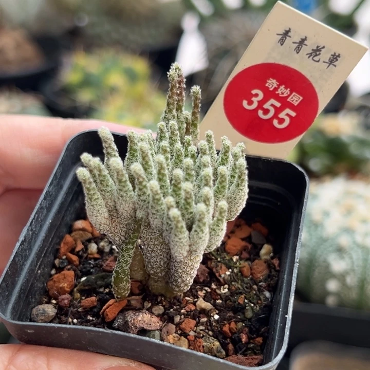 实生迷你牧师群一棵