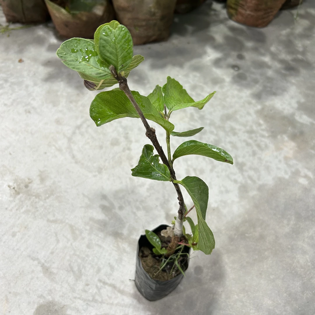 红宝石鸡S苗绿植地栽盆栽庭院种植