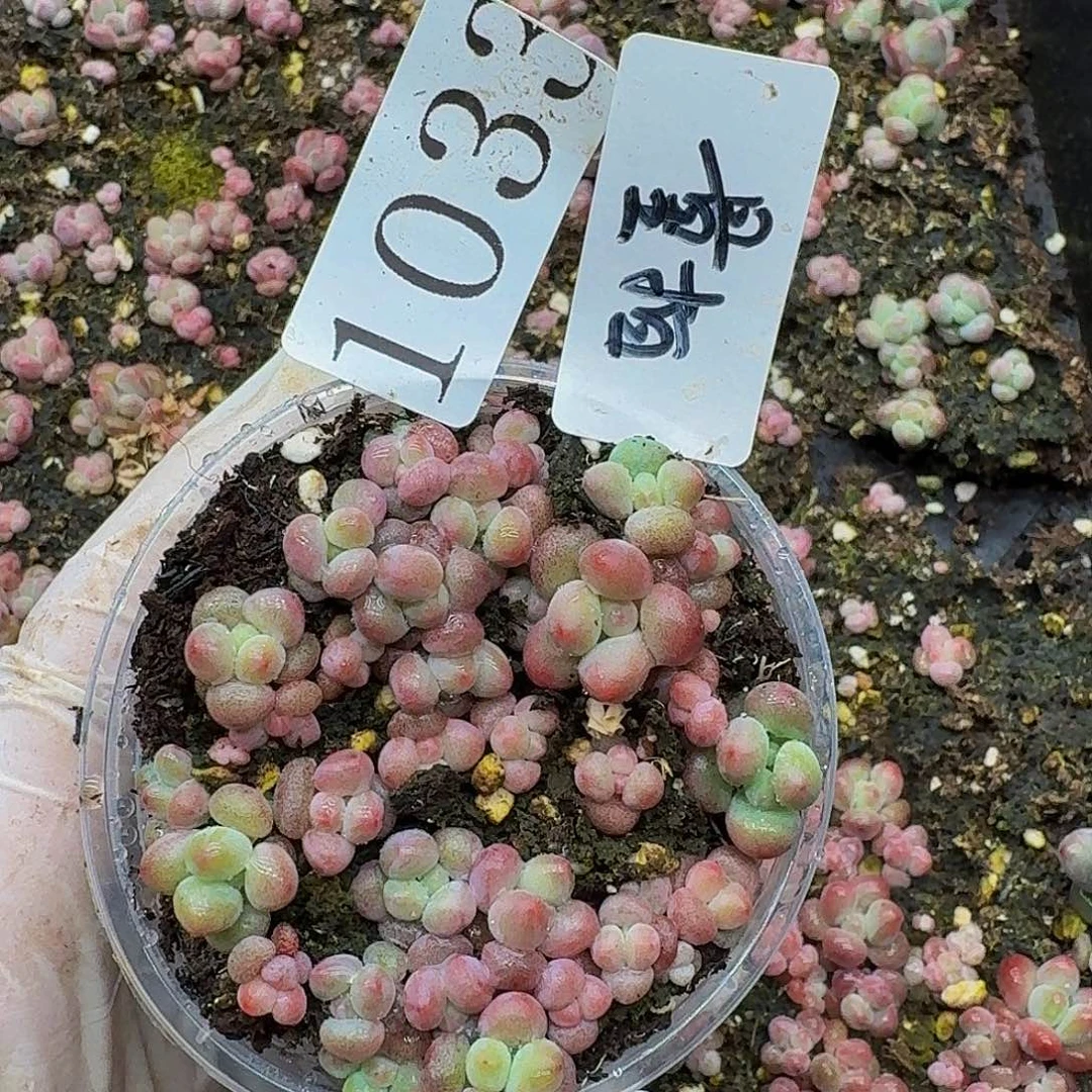 多肉植物多肉植物1033量拍