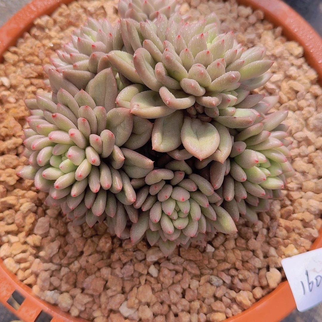 1605米其林多肉植物