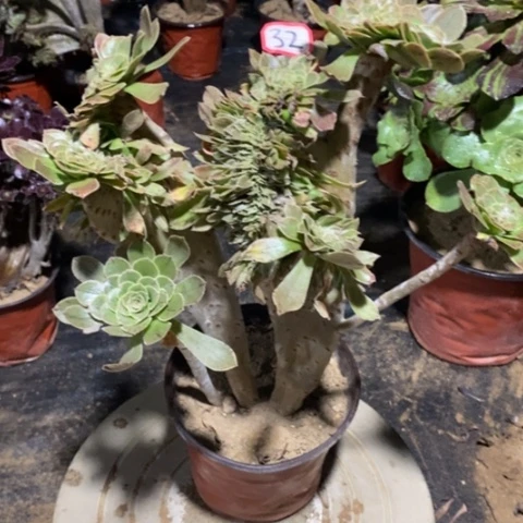 原始绿缀一物一拍