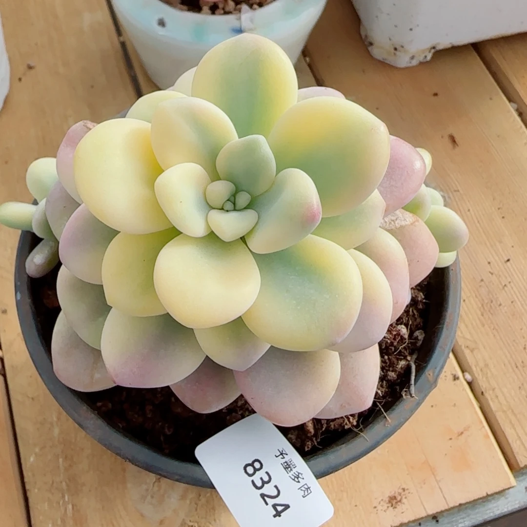 洛神锦微瑕，8324多肉植物