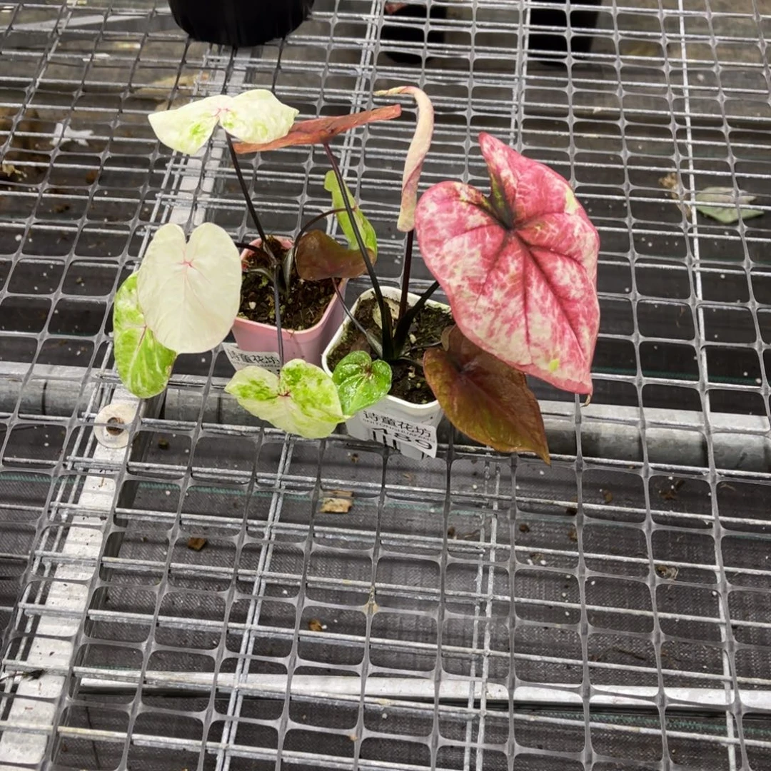 0***0无花朵          488.489时间之神不包售后