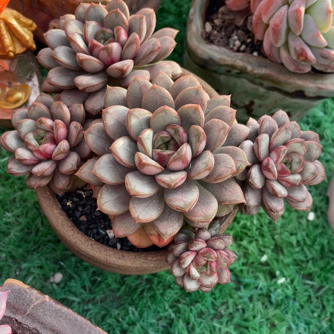 多肉植物盆栽多肉