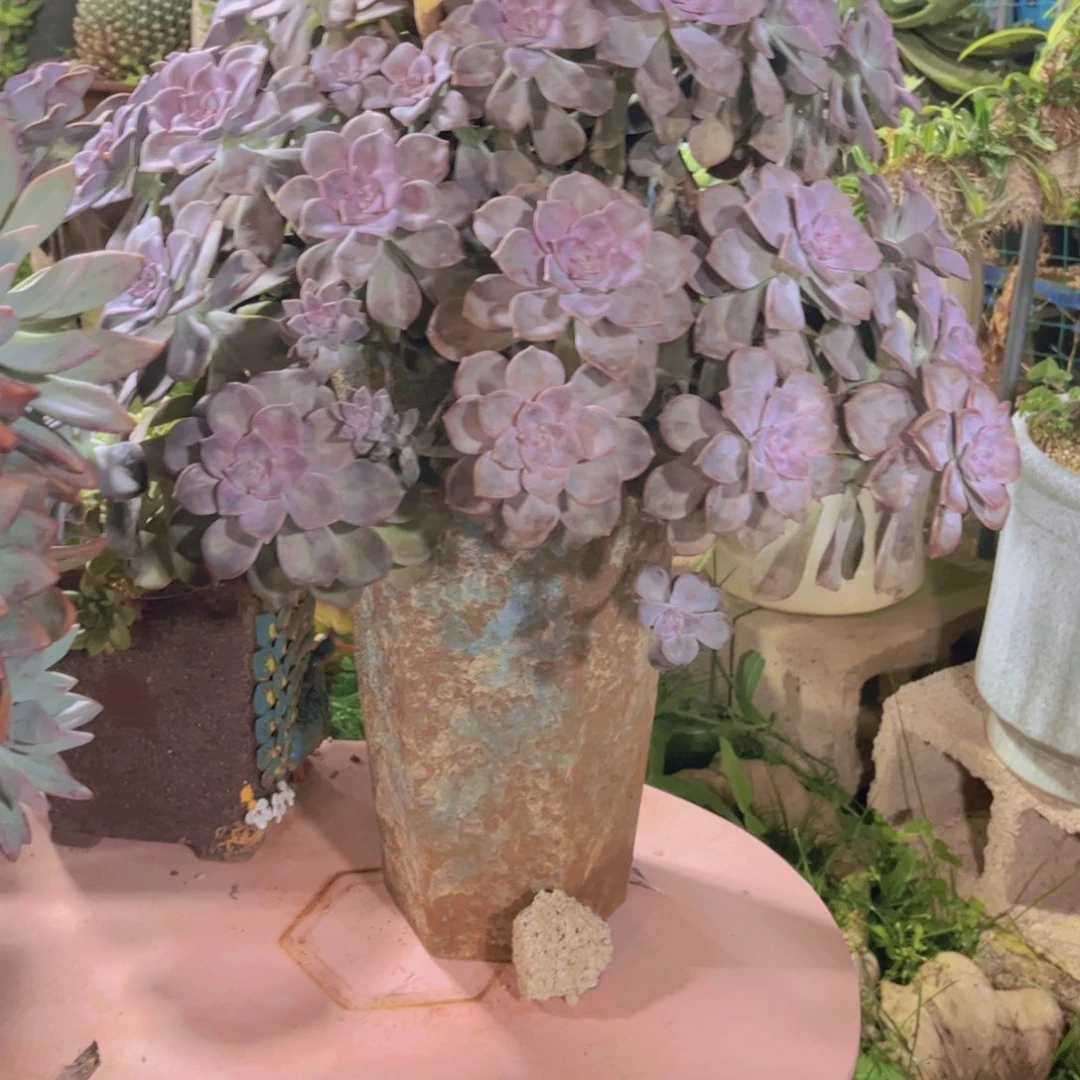 ****l多肉植物保护研究所所长
