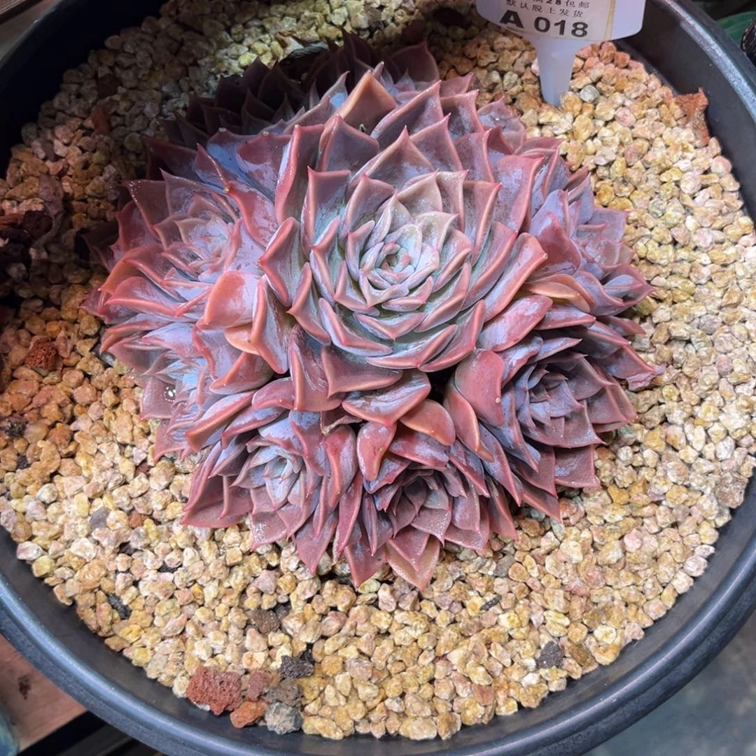 露西娜手捧多肉植物dibn