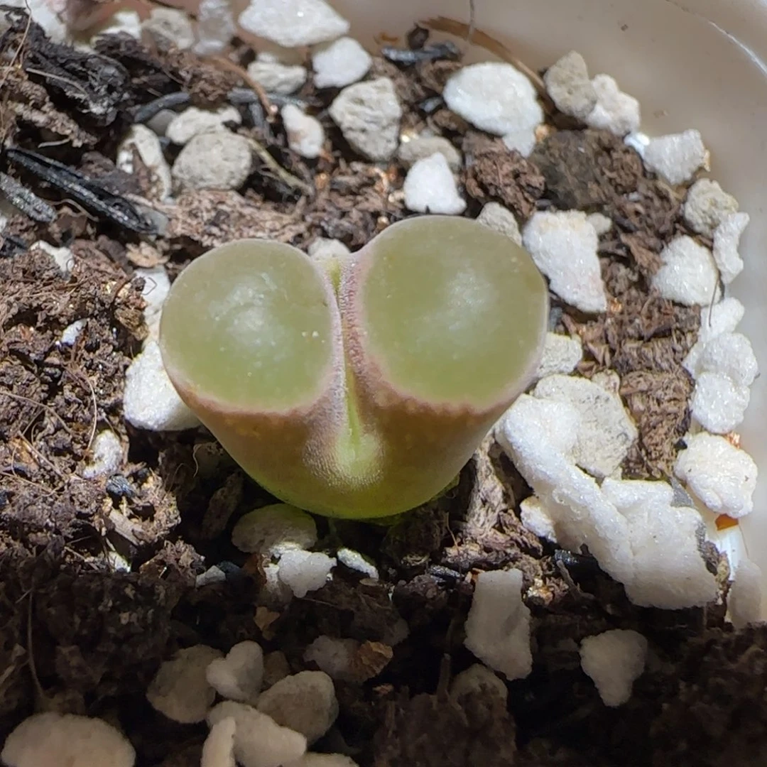 肉锥多肉植物百科-磁铁455
