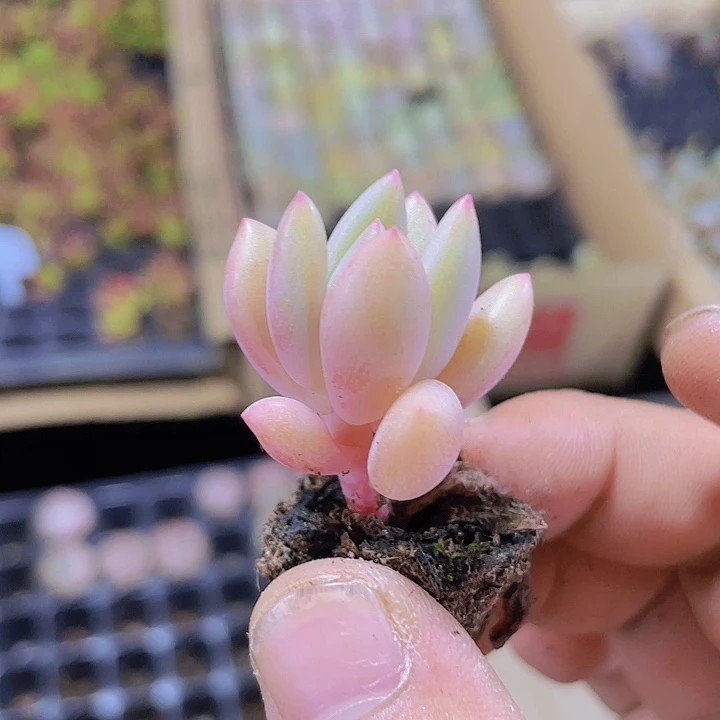 140桃花源精品多肉