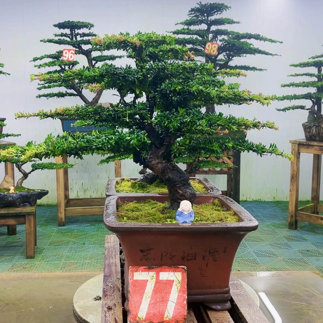 【闪购商品】无花朵